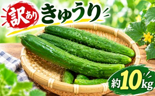 【 2027年先行予約 】きゅうり 訳あり 約10kg 胡瓜 野菜 サラダ 冷麺 漬物 漬け物 ぬか漬け 酢の物 1本漬け 浅漬け 冷やしきゅうり キムチ きゅうりちくわ ちくわきゅうり 産地直送 新鮮 千葉県 旭市 グループ牛若丸 uwm002