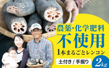 【8月中旬より順次発送】れんこん 2kg 「SEIMEI」 手掘り 蓮根 レンコン / 水谷グルッポ[AEBX001]