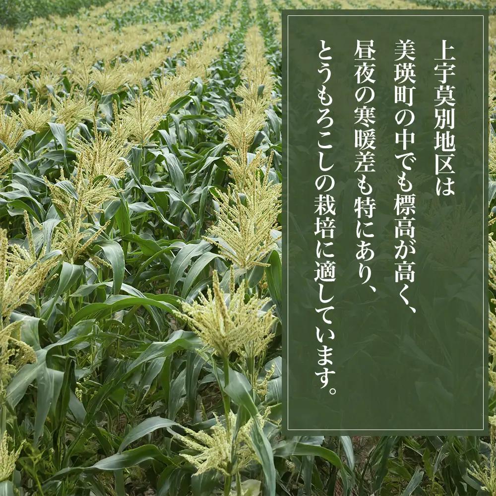 【先行予約】北海道 とうもろこし 12本 イエローコーン＆ホワイトコーン 各6本 令和8年産 おおとり