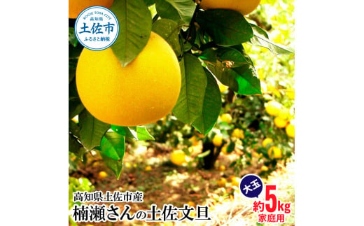【先行予約】楠瀬さんの土佐文旦 家庭用大玉 約5kg 4L～2L