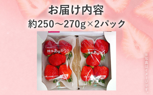 【2027年発送先行予約】厳選大粒あまおう約250～270g×2パック) いちご フルーツ 果物 あまおう 苺 イチゴ ギフト 大粒 福岡【発送時期2027年2月上旬～2027年4月中旬】