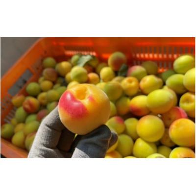 ふるさと納税 田辺市 中山農園の南高梅　完熟梅1kg※2026年6月中旬から順次発送【nak020-1】 |  | 01