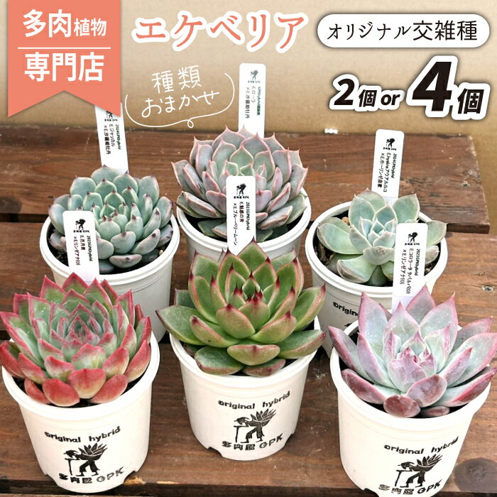 【ふるさと納税】 エケベリア おまかせ おすすめ 多肉植物 2個 4個 オリジナル交雑種 / インテリア オシャレ おしゃれ 多肉 観葉植物 植物 人気 高評価 趣味 ナチュラル 自然 かわいい ミニサイズ 玄関 室内 ガーデニング 園芸 苗 ポット苗 多肉屋GPK 岩手県 滝沢市 送料無料