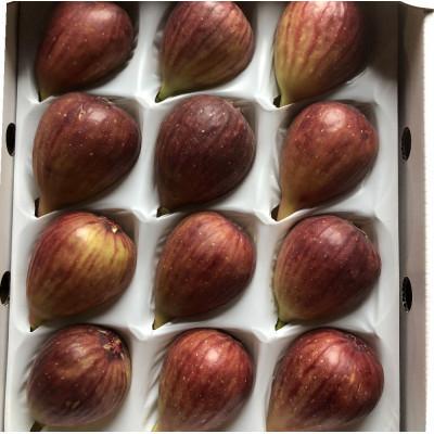 ふるさと納税 かつらぎ町 【ハウス栽培】和歌山県産樹上完熟いちじく12玉入り(かつらぎ町) |  | 01