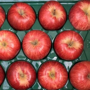【訳あり】青森県産りんご「サンつがる　家庭用」約5kg　産地直送!_果物・フルーツ りんご  リンゴ 林檎_【配送不可地域：離島】【1513092】