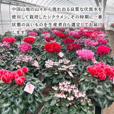 ふるさと納税 吉賀町 【お届け:11月下旬〜12月】シクラメン　5号鉢 |  | 01