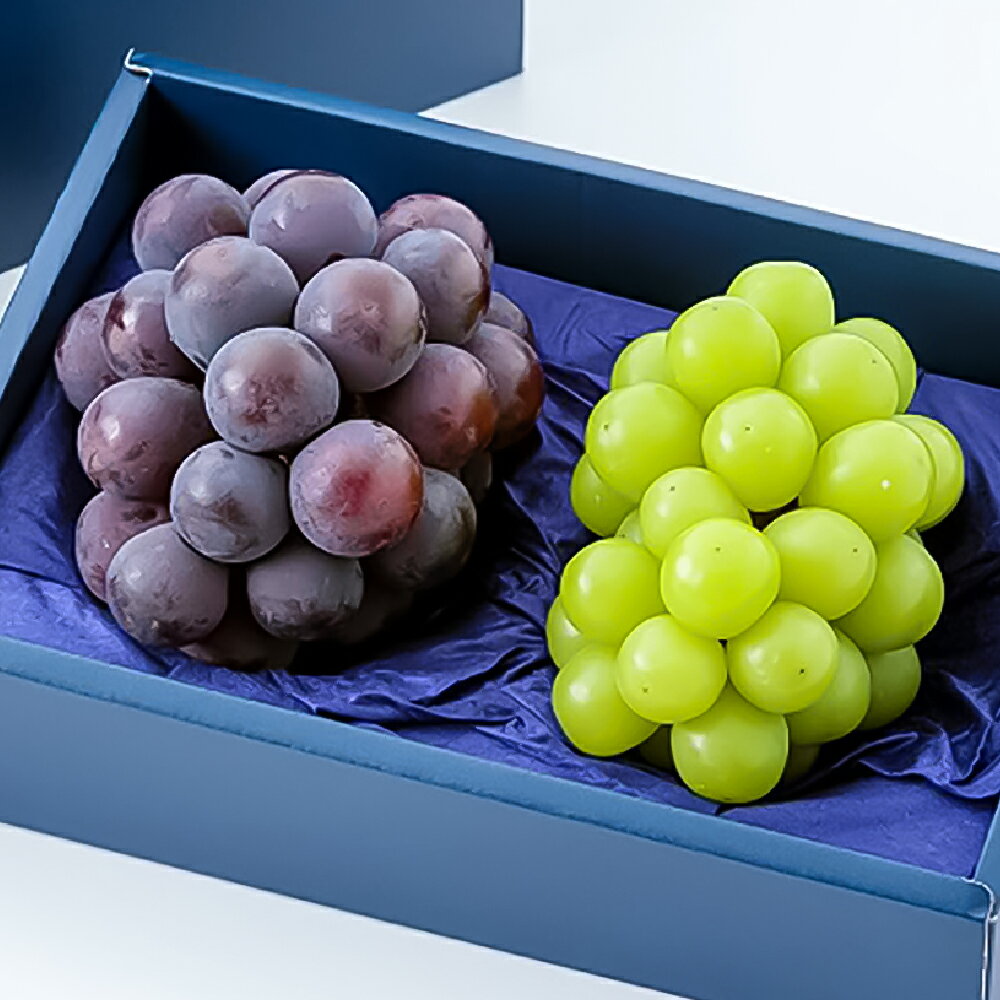 【ふるさと納税】ニューピオーネ・シャインマスカット 1房500g前後 各1房 計2房 化粧箱入り ぶどう ブドウ 葡萄 くだもの 果物 果実 フルーツ ギフト 贈答 贈り物 冷蔵 岡山県産 国産 岡山県 倉敷市 送料無料 【2026年8月下旬～2026年10月上旬迄順次発送予定】