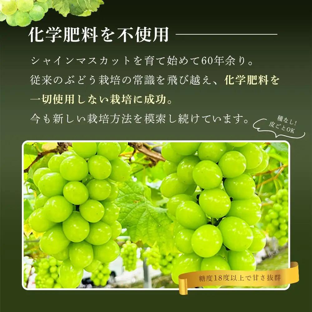 【8月中旬から発送】ぶどう 2026年  マイハート 小分け 秀品 粒だけ 約170g 6パック 岡山 果物 フルーツ
