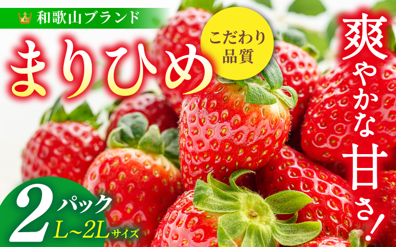 【先行予約】まりひめ いちご 12粒～15粒入り×2パック（500g）2026年1月中旬～2026年3月中旬頃に順次発送予定（お届け日指定不可）/ いちご 苺 まりひめ 和歌山 フルーツ 果物 くだも
