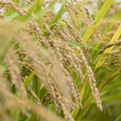 ふるさと納税 かすみがうら市 2025年新米 茨城県産 コシヒカリ米(精米)5kg |  | 01
