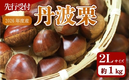 【先行予約】2026年度産 京都府産 丹波栗 1kg 2Lサイズ 栗 大粒 秋 旬 味覚 くり 国産 丹波ぐり 丹波くり 生栗 生ぐり 和栗 生くり 京都 京都府 JA JA京都