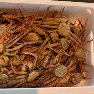 【魚倉】不揃いサイズ　訳あり1ｋｇセット　セコガニ（親ガニ、せいこがに） ボイル セコガニ 親ガニ せいこがに 訳あり セコガニ 親ガニ せいこがに 訳あり セコガニ 親ガニ せいこがに 訳あり セコ