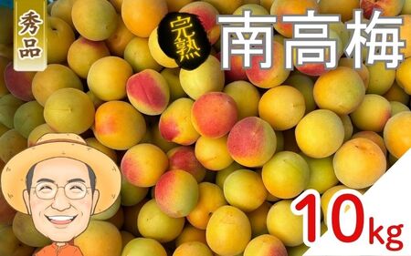 南高梅 約10kg (＋保証100g)【秀品】完熟  2L以上 カキエモン農園【BX-kkem017】