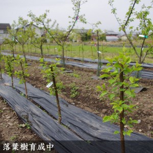 ＜すだ農園＞2年生 苗木◇ウメ(実梅)鶯宿(おうしゅく)[地掘苗 2022年] ※2023年11月中旬頃～2024年4月下旬頃に順次発送予定 ※北海道・沖縄・離島への発送不可