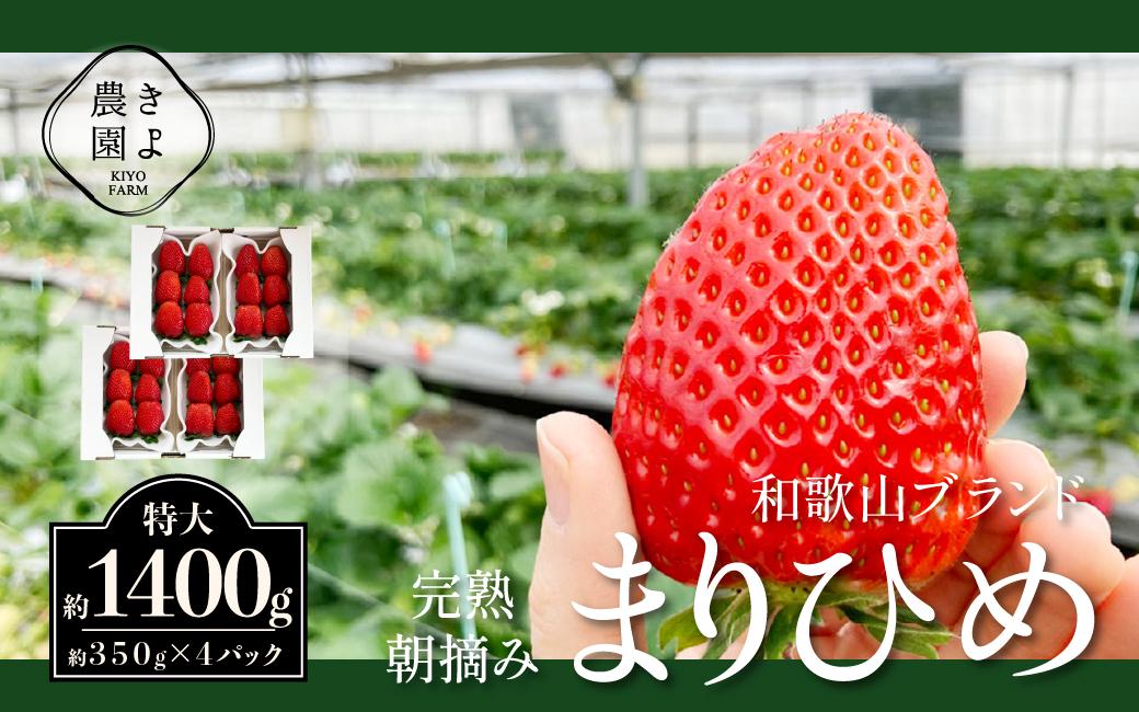 特大まりひめイチゴ 朝摘 6個～11個入×4パック［2026年1月中旬頃より発送］［先行予約］［KT4］