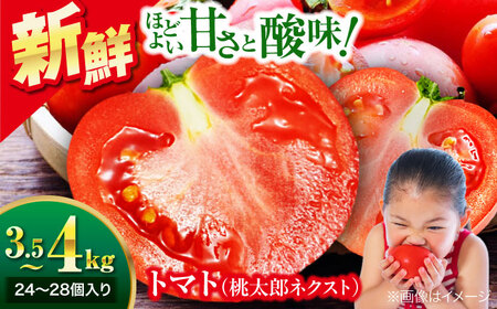 【先行予約】【4月中旬から順次発送】 トマト 桃太郎ネクスト 18～24個入り（約3～4kg） トマト  トマト  トマト [AGDG007] トマト  トマト 
