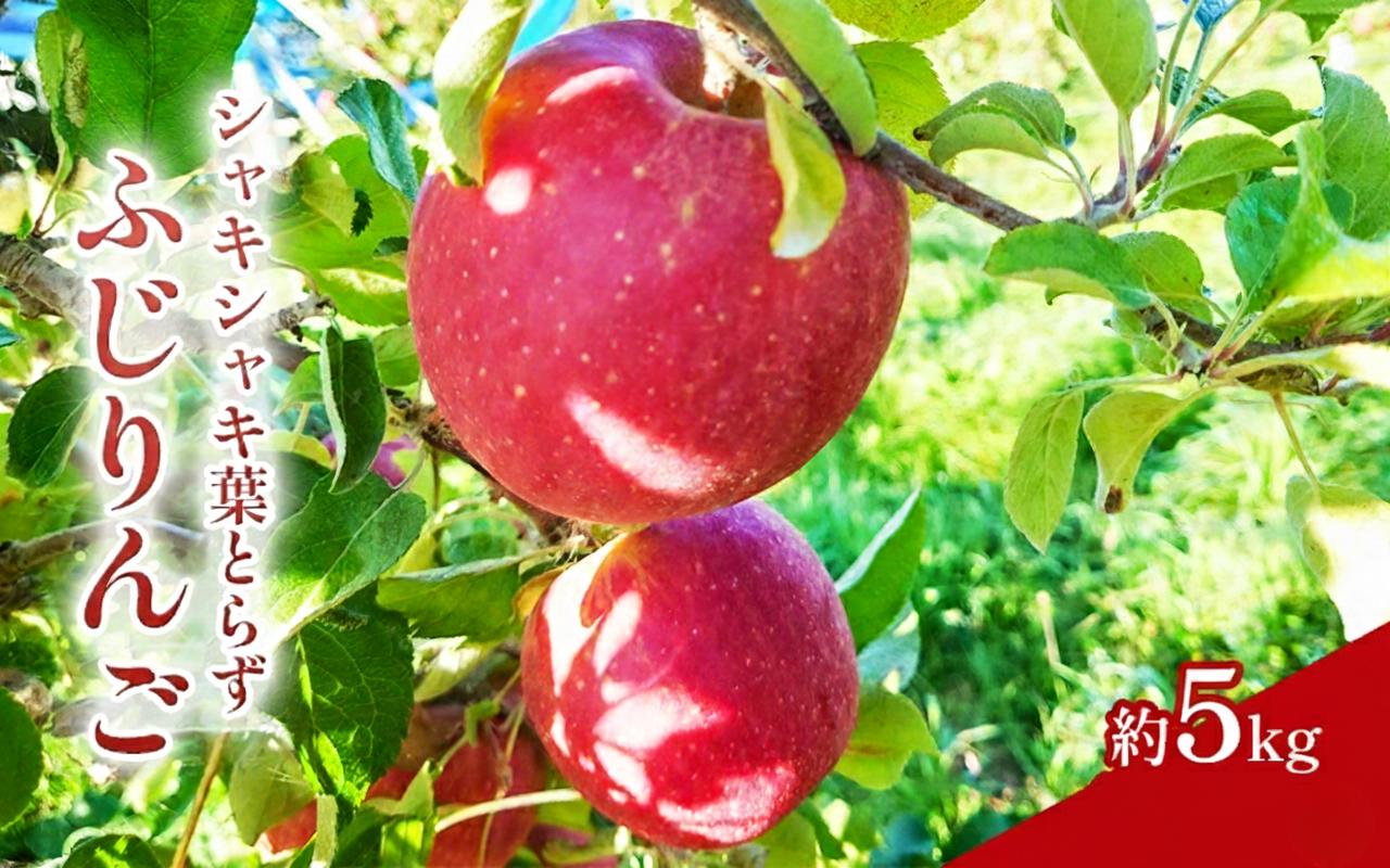 
            シャキシャキ葉とらず ふじりんご 約5kg 特別栽培農産物 長野県産 訳あり りんご リンゴ フルーツ 果物 おやつ デザート 信州 上田 家庭用 [№5312-1525]
          