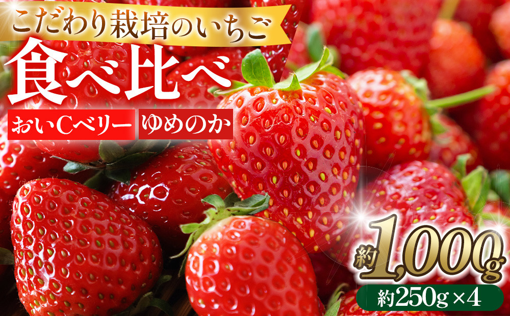 こだわり栽培 いちご 【食べ比べ】約1kg おいCベリー＆ゆめのか(各2パック)【2026年1月下旬～2026年4月末までお届け】 232238_DS010