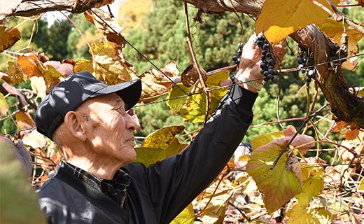 最上町産山ぶどう原液2本セット