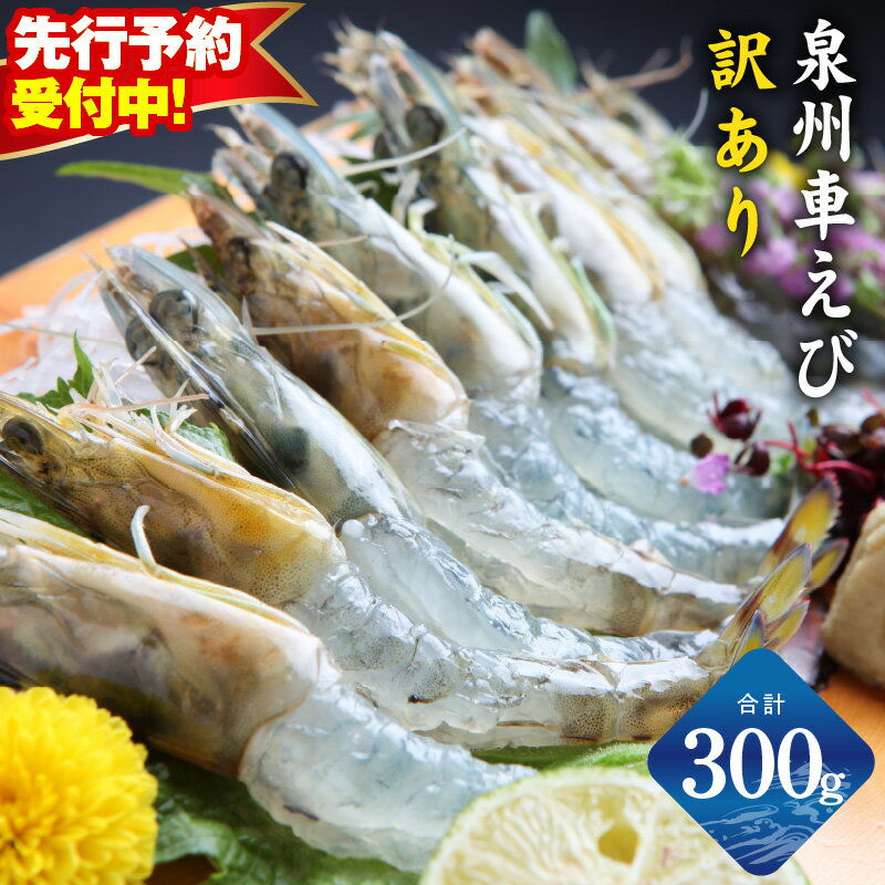 【ふるさと納税】【先行予約】 泉州車えび 300g 生食 えび 車海老 鮮度抜群 プリプリ 広がる旨み 訳あり サイズ不揃い 養殖 生 海老 お造り 刺身 お寿司 丼 エビフライ 天ぷら 塩焼き 冷凍 産地直送 海鮮 魚介類 おかず おつまみ お取り寄せグルメ 大阪府 泉佐野市 送料無料
