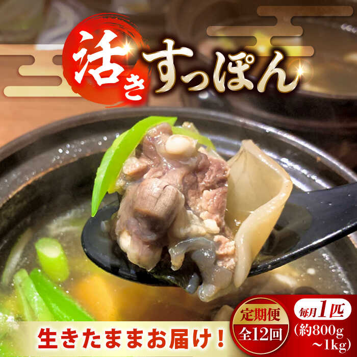 【ふるさと納税】【全12回定期便】海鮮 魚介類 すっぽん 生きたまま届く最高級食材！江田島育ちのすっぽん【活き】 1匹 料理 人気 美容 健康 ギフト 広島県産 江田島市/平井興産株式会社[XAC015] 海鮮 魚介類 冷蔵 すっぽん スッポン コラーゲン セット 鍋