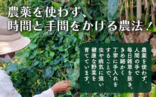 《予約受付》沖縄の健康長寿の秘訣「琉球百薬（おかわかめ）」10袋と旬のおまけ野菜詰め合わせ！農薬を使わない栽培方法を続けるミネイさんの野菜 2025年2月上旬以降～順次発送【 沖縄 石垣島 石垣島産 