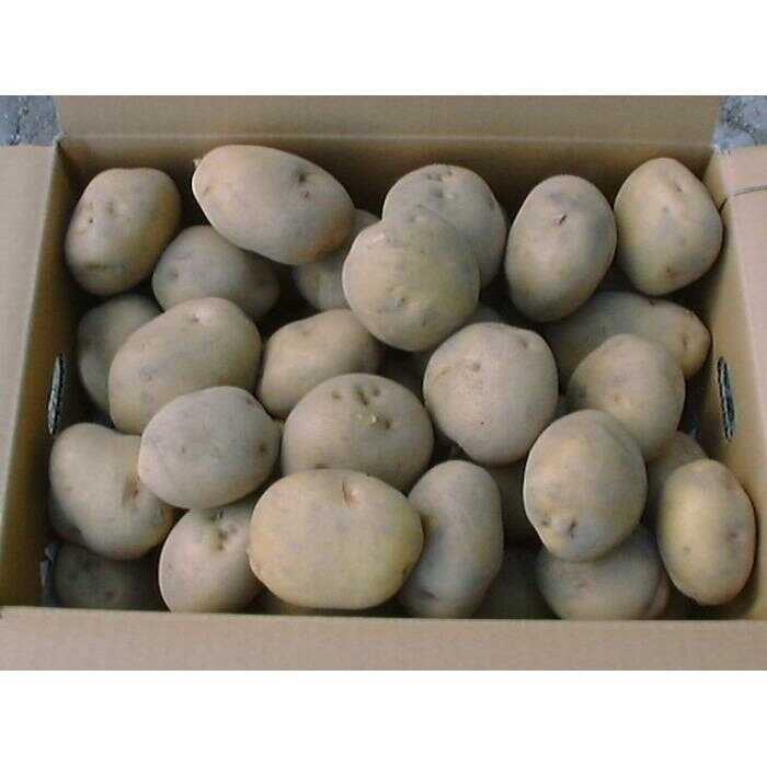【ふるさと納税】北海道産 じゃがいも 2種食べ比べセット 各5kg（男爵＆キタアカリ）《足寄町》【党崎農場】ジャガイモ じゃがいも 食べ比べ 国産 野菜 ポテト 芋 イモ いも 男爵 キタアカリ きたあかり あしょろ 北海道[BEAA005]