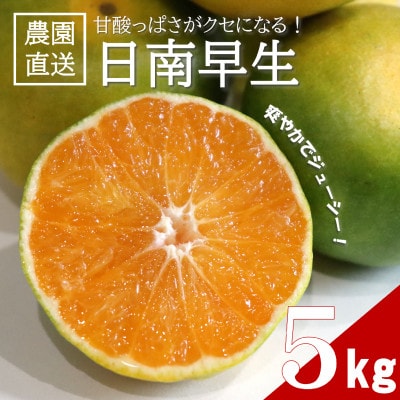【先行受付】甘酸っぱさを楽しむ!人気の極早生みかん 日南早生みかん 5kg(2026年10月～発送)【1680046】