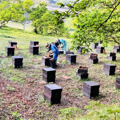 ふるさと納税 大牟田市 みつばちの雫　300g×2個セット　国産蜂蜜 |  | 02