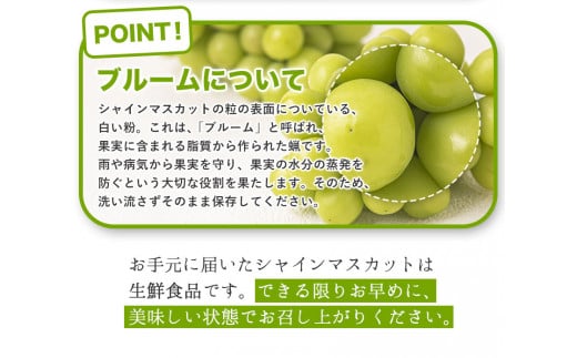 【令和6年度先行予約】訳あり シャインマスカット 約2kg(3～5房)《9月中旬～11月中旬頃出荷(土日祝除く》シャインマスカット 岡山 マスカット シャインマスカット シャインマスカット シャインマ