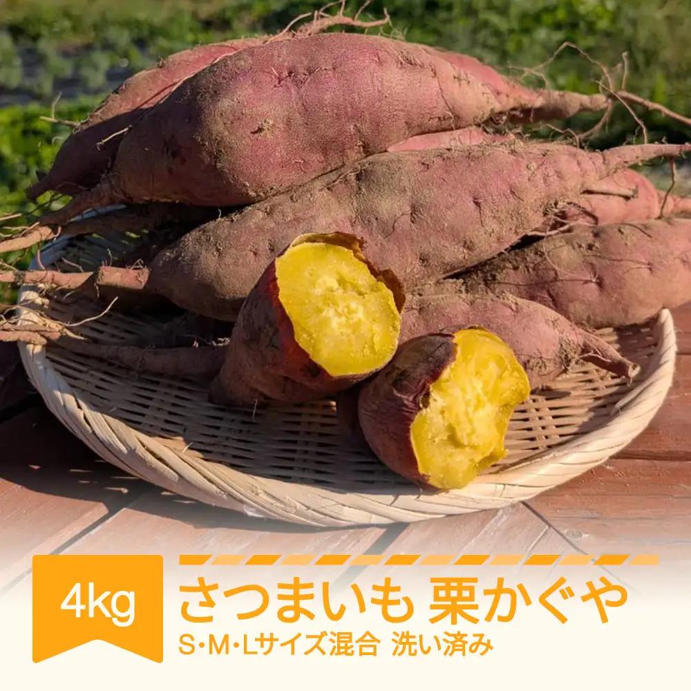 さつまいも 栗かぐや 洗い済み 約4kg 村山市産 2025年産 令和7年 山形県産  no-spkka4 ※沖縄・離島への配送不可