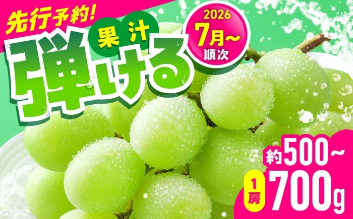 
            【2026年発送分 先行予約】【数量限定】シャインマスカット 1房（約500～700g）　【中島農園】合志市 熊本県 産地直送 マスカット ますかっと シャインマスカット しゃいんますかっと ブドウ 葡萄 果物 くだもの 鮮度抜群 大粒 種なし 皮ごと 季節限定 先行予約 [AYCX002]
          
