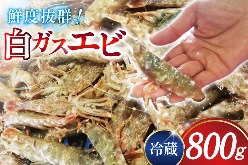 
            極上激甘！白ガスエビ 冷蔵 800g [小川水産 石川県 志賀町 CM6003] ガスエビ ガス海老 がすえび クロザコエビ
          