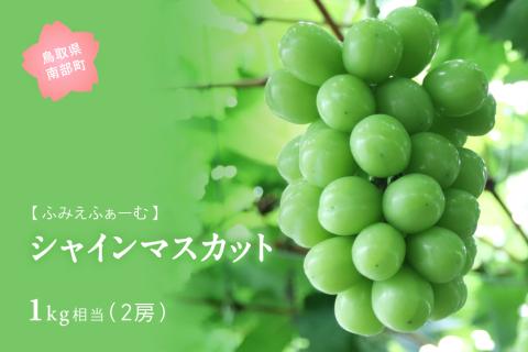 シャインマスカット 約1kg　9月中旬出荷開始予定＜2025年収穫分・数量限定＞