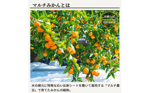 ▼特選 有田みかん 【創業120年農家直送】 7.5kg サイズ混合 ※11月中旬より翌年1月中旬までに順次発送予定  / みかん ミカン 有田みかん 温州みかん 柑橘 有田 和歌山 果物 フルーツ【