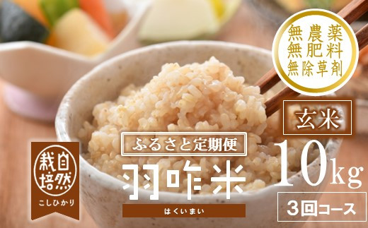【令和7年産】 コシヒカリ 玄米 （10kg × 3回） <自然栽培米> 玄米 定期便 計 30kg 数量限定 羽咋米 羽咋 米 玄米定期便 能登 こしひかり こだわり 石川県産 環境 こめ コメ お米 定期便玄米 玄米10kg 2025年産 おこめ R7 ご飯 ごはん 送料無料 数量 限定 ギフト ふるさと納税 能登 石川 羽咋 はくい