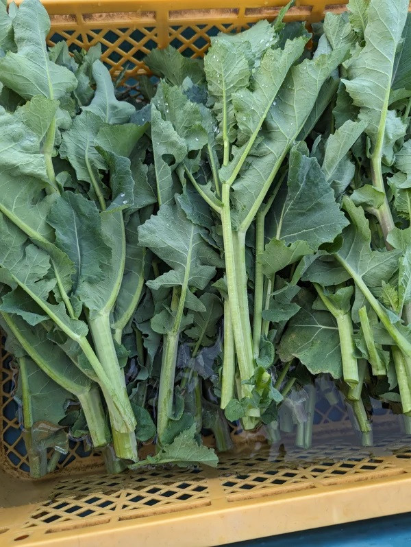 
            春を告げる野菜　のらぼう菜（800g）004-25-1
          