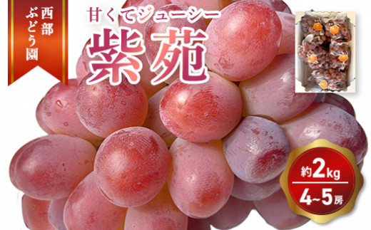 西部ぶどう園 紫苑 4～5房 約2kg 葡萄 フルーツ 果物　2026年9月下旬頃より順次発送予定
