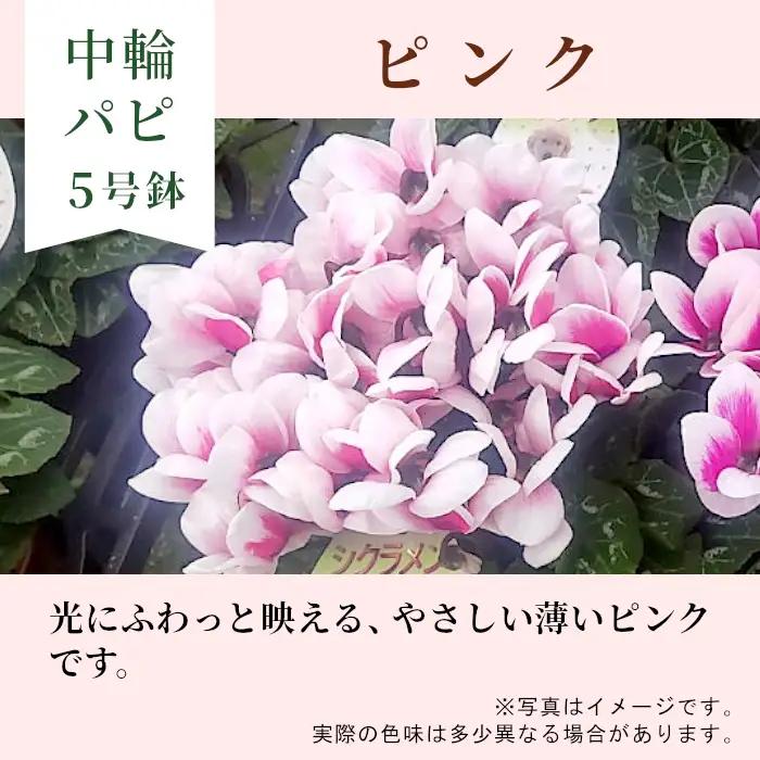 《シクラメン パピ 色：ピンク》農林水産大臣賞受賞   愛知県産 シクラメン ５号鉢 中輪パピ 花 ピンク プレゼント 贈り物 鉢花 鉢 ガーデン ガーデニング 高品質 クリスマス -221