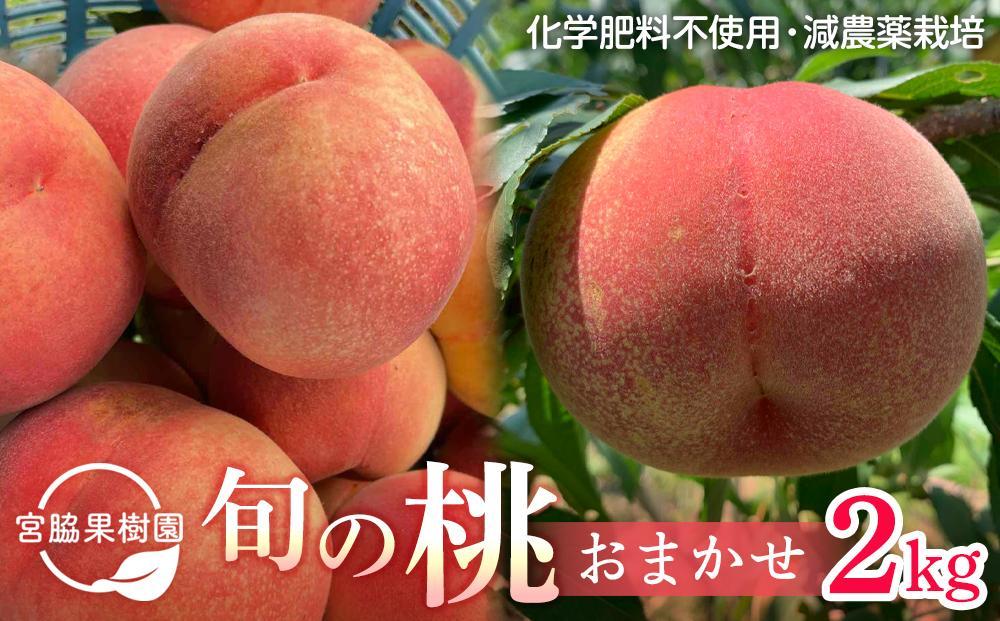 【2025年8月中旬以降より発送】旬の桃おまかせ2kg・6～8玉（自家製有機肥料・減農薬・化学肥料無使用） 川中島白桃 黄桃 西王母 あかつき