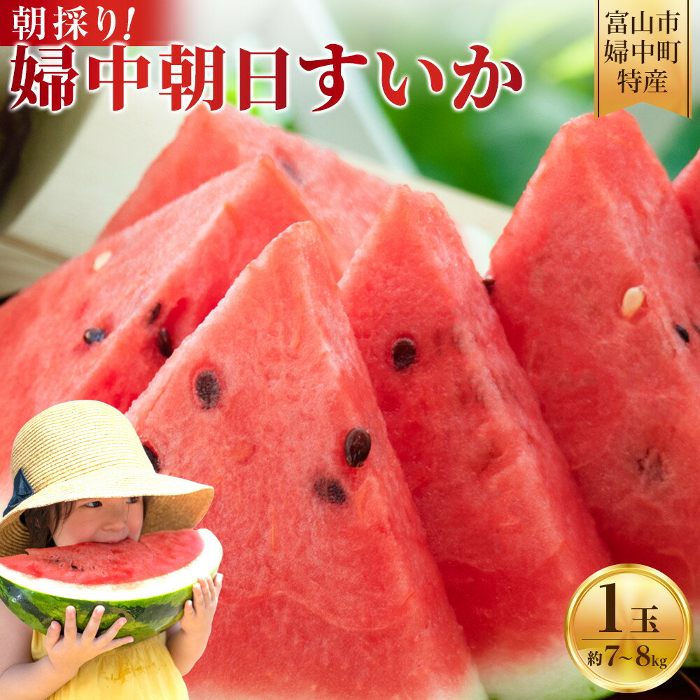 【ふるさと納税】【先行予約】 朝採り！ 富山市婦中町特産「婦中朝日すいか」1玉(約7～8kg)【2026年7月頃〜8月中旬頃まで順次発送】 | 数量限定 産地直送 大玉 甘い すいか フルーツ お中元 夏 シャリ感 人気 おすすめ 送料無料
