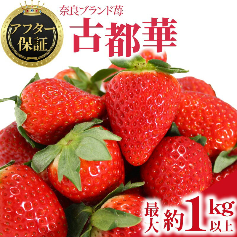 【ふるさと納税】 いちご 古都華 約540g～1kg 2～4パック 2026年1月発送 冷蔵 小分け 果物 スイーツ デザート フルーツ ベリー ふるさと納税いちご 大粒 採れたて 完熟 おやつ 産地直送 先行予約 数量限定 季節限定 ブランド 苺 イチゴ いちご 岩井農園 奈良県 奈良市
