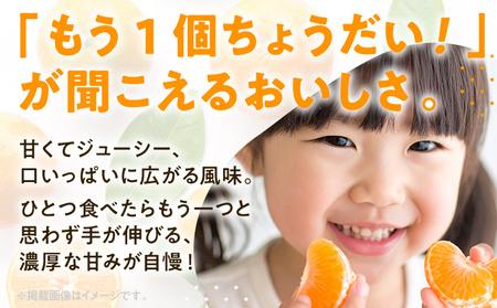 期間限定 みかん 4kg【11月上旬頃から順次発送】みかん