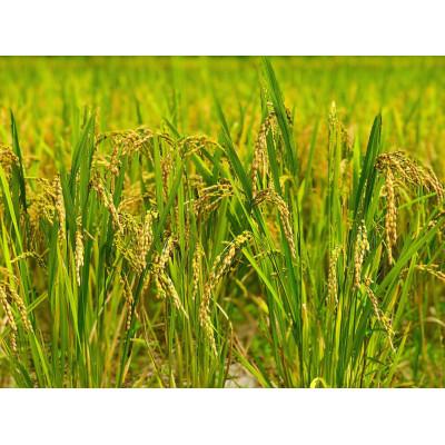 ふるさと納税 大網白里市 【毎月定期便】2年連続特A評価!千葉県産コシヒカリ 無洗米 5kg(5kg×1袋)全6回 |  | 03