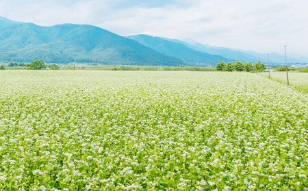 【定期便 6回】松本城そば 4人前 | そば 蕎麦 松本城蕎麦 麺 乾麺 定期 信州 長野県 松本市