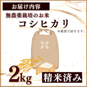【国産 数量限定】コシヒカリ 2kg 令和7年度産 精米済み 白米 静岡県 牧之原 大澤農園