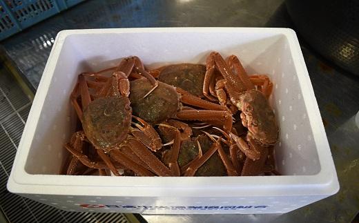 訳あり 活オオズワイガニ300g前後×8尾[02-1566]
