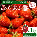 【ふるさと納税】【先行予約】香りが強い！福島県オリジナル品種「ふくはる香」 2L～3L 約1kg（約250g×4パック） いちご イチゴ 苺 福島県 鏡石町 鏡石農遊園 F6Q-077