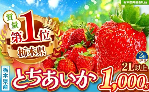 【先行予約】【栃木県共通返礼品】【定期2回】とちあいか 2L以上 約1kg | プレゼント 贈答 果物 くだもの フルーツ 野菜 やさい ヤサイ 苺 イチゴ いちご とちあいか 新鮮 甘い 数量 限定 美味しい 果物 フルーツ デザート 栃木県 那珂川町 送料無料