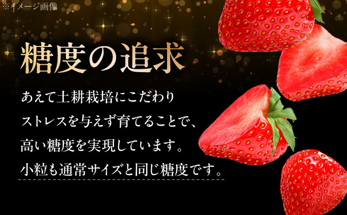 【1月5日～3月20日順次発送】水素水で育ったいちご 安芸こまち 三次市/田中電機工業